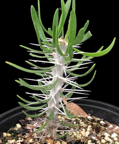 Didierea trollii 4" - Madagascar Spiny Forest