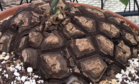 Dioscorea mexicana 3" Turtle Plant Caudex
