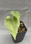 Dioscorea mexicana 3" Turtle Plant Caudex