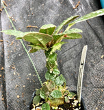 Dorstenia foetida 3"  Seed Grown Caudex Plant
