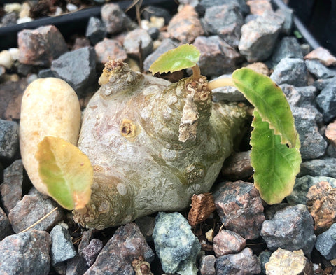 Dorstenia foetida Super Cute Forms 4"