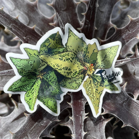 Double Euphorbia francoisii Vinyl Sticker
