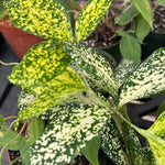 Dracaena surculosa 'Florida Beauty' House Plant 3” Pot