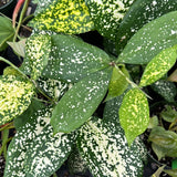 Dracaena surculosa 'Florida Beauty' House Plant 3” Pot