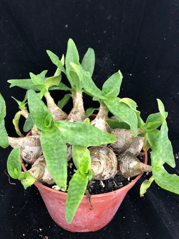 Ledebouria cooperi  Dwarf Clumping South African Bulb