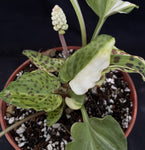 Drimiopsis maculata | Ledebouria petiolata Variegated 3” pots Rare South African Bulb - Paradise Found Nursery