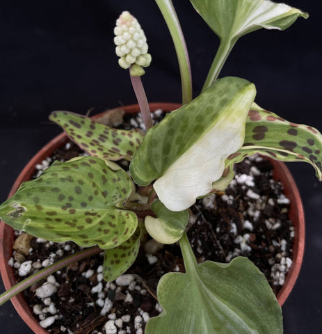 Drimiopsis maculata | Ledebouria petiolata Variegated 3” pots Rare South African Bulb - Paradise Found Nursery