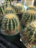 Echinocactus grusonii 4”  Golden Barrel