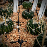 Echinocactus wippermannii 4", Stenocactus, Wave Cactus