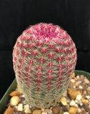 Echinocereus rigidissimus rubrispinus 4” Rainbow Hedgehog Cactus - Paradise Found Nursery