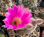Echinocereus rigidissimus rubrispinus 4” Rainbow Hedgehog Cactus - Paradise Found Nursery