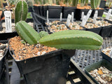 Echinocereus scheeri gentryi 1 gallon - Paradise Found Nursery