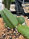 Echinocereus scheeri gentryi 1 gallon - Paradise Found Nursery