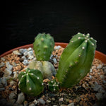 Echinocereus scheeri subsp. gentryi Spineless Cactus