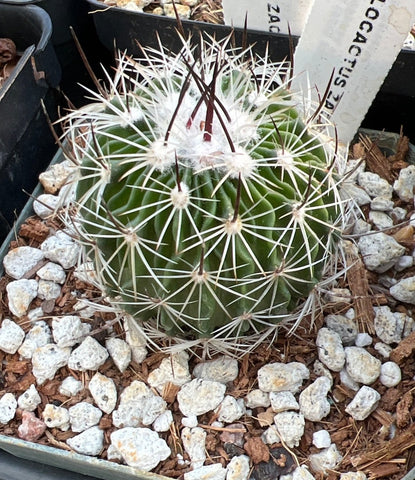 Echinofossulocactus zacatensis 4" pots Wave Cactus