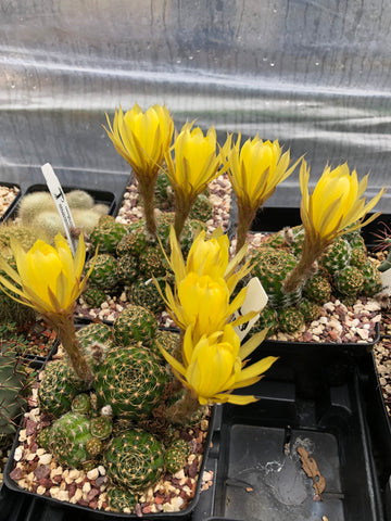 Echinopsis ancistrophora ssp aracantha 4"