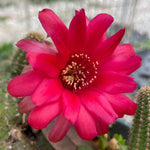 Echinopsis chamaecereus cv Rose Quartz Peanut Cactus Red Flowers