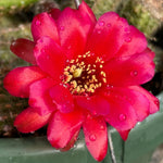 Echinopsis chamaecereus cv Rose Quartz Peanut Cactus Red Flowers
