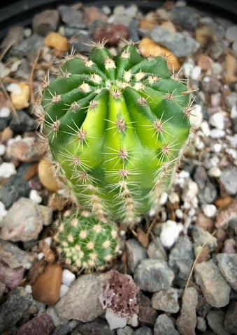Echinopsis hybrid Variegated Easter Lily Cactus - Paradise Found Nursery