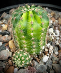 Echinopsis hybrid Variegated Easter Lily Cactus - Paradise Found Nursery