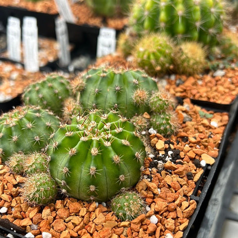 Echinopsis species Stuffed Pot Dwarf easter lily cactus - Paradise Found Nursery