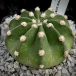 Echinopsis subdenudata cv Dominos  | Easter Lily Cactus