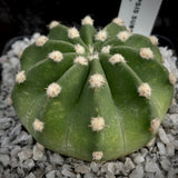 Echinopsis subdenudata cv Dominos  | Easter Lily Cactus