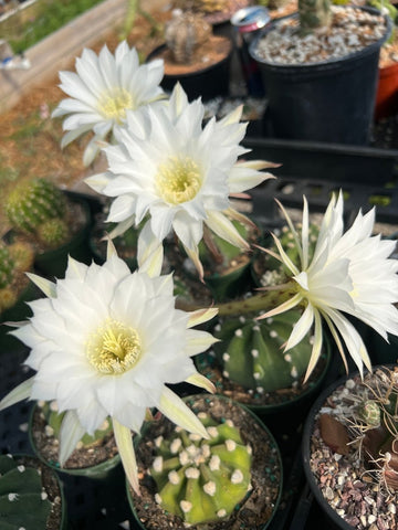 Echinopsis subdenudata cv Dominos 4" pots Easter Lily Cactus Almost Spineless