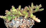 Edithcolea grandis 5" pot size