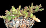 Edithcolea grandis 5" pot size