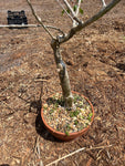 EP - Commiphora lamii 14" Bowl, large specimen Myrrh Tree