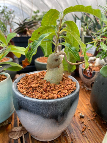 EP Raphionacme flanaganii bonsai in Stockman Pot