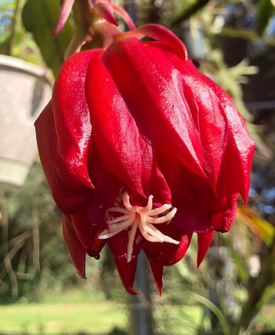 Epiphyllum Bright Red Night Blooming Orchid Cactus ~ Queen of the Night - Paradise Found Nursery