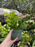 Epiphyllum (syn selenicereus) chrysocardium Shark Tooth Cactus