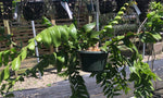 Large fern leaf cactus - shark tooth cactus plant