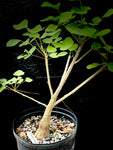 Erythrina flabelliformis EP - Paradise Found Nursery