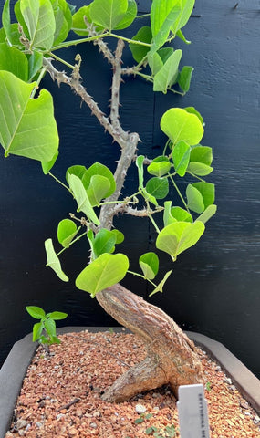 Erythrina melanacantha 6"/1 gallon