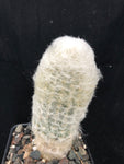 Espostoa lanata - Peruvian Old Lady Cactus 4"