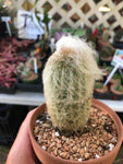 Espostoa lanata - Peruvian Old Lady Cactus 4"
