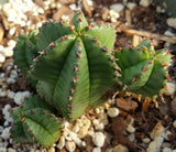 Euphorbia anoplia  Tanzania Zipper Plant