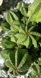 Euphorbia anoplia  Tanzania Zipper Plant