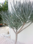 Euphorbia arbuscula Rare Socotra Coralliform Euphorbia - Paradise Found Nursery