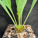 Euphorbia bupleurifolia  Pineapple Plant Rare Euphorbia