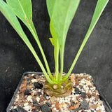 Euphorbia bupleurifolia  Pineapple Plant Rare Euphorbia