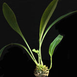 Euphorbia bupleurifolia 4" Pineapple Plant Rare Euphorbia