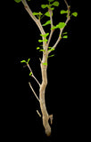 Euphorbia californica Bonsai Type - Paradise Found Nursery