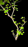 Euphorbia californica Bonsai Type - Paradise Found Nursery