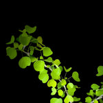 Euphorbia californica Bonsai Type - Paradise Found Nursery