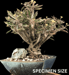 Euphorbia capsaintemariensis  Madagascar Dwarf Caudex Plant Endangered Species