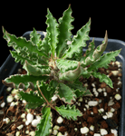 Euphorbia capsaintemariensis  Madagascar Dwarf Caudex Plant Endangered Species
